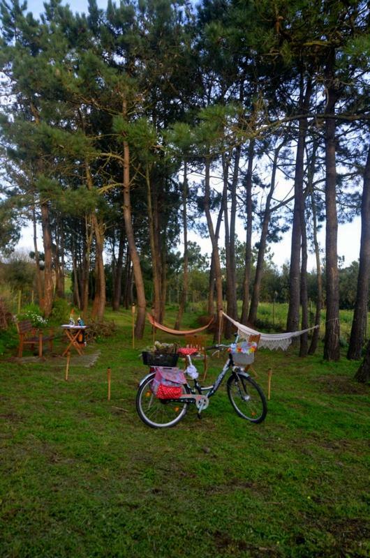 Happy Cat House - Holiday Rental Sao Martinho do Porto Luaran gambar